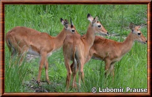 Puku Senga (Kobus vardonii senganus)