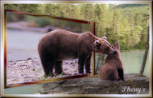 Kodiak bear