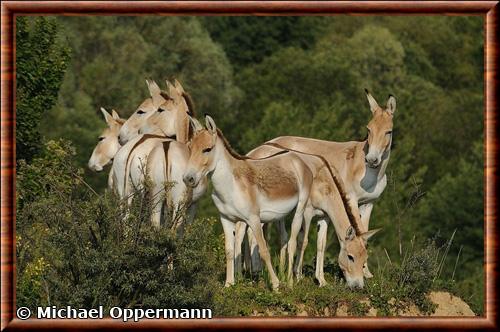 Kulan turkmene captivite