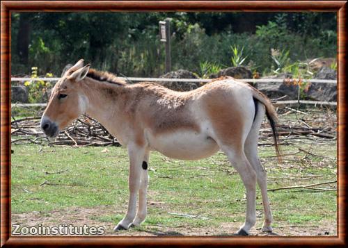 Kulan turkmene (Equus hemionus kulan)