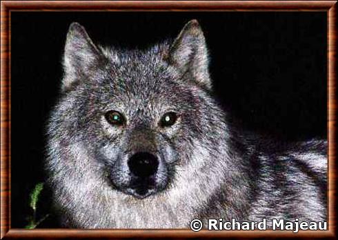 Labrador wolf