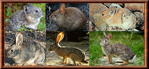 Lagomorpha