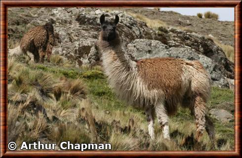 Lama de la cordillere de Cochabamba