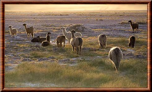 Lama au desert d'Atacama