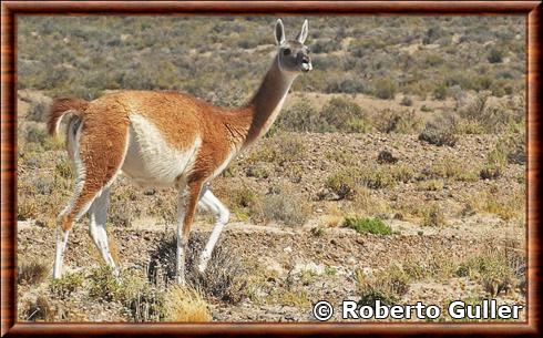 Lama guanicoe