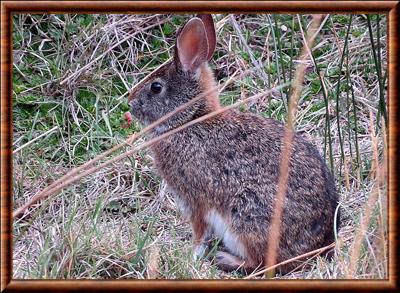Lapin des Andes (Sylvilagus andinus)