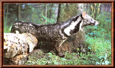 Large indian civet