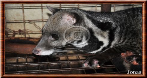 Large-spotted civet