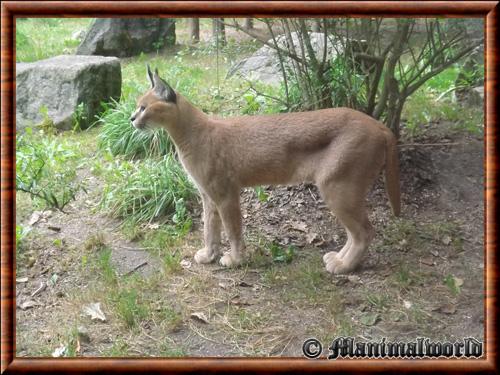 Caracal (Caracal caracal)