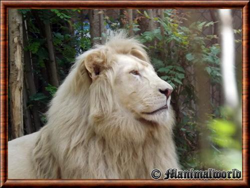 Le lion blanc