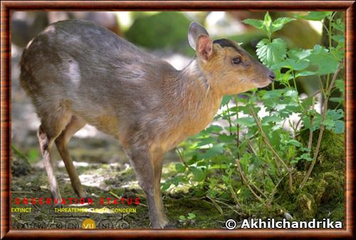 Leaf muntjac (Muntiacus putaoensis)