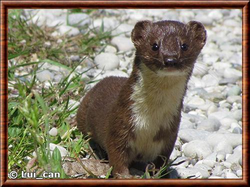 Least weasel (Mustela nivalis)