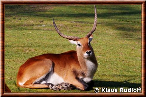 Lechwe de Kafue (Kobus leche kafuensis)