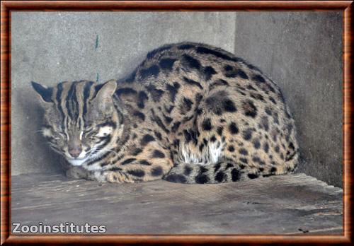 Leopard cat (Prionailurus bengalensis)