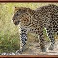 Leopard d afrique panthera pardu pardus