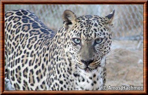 Leopard d'Arabie gros plan
