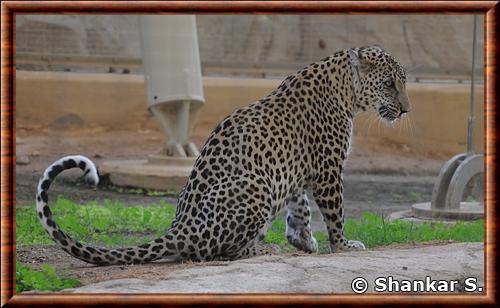 Leopard d'Arabie (Panthera pardus nimr)