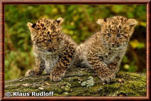 Leopard de Chine du Nord juvenile