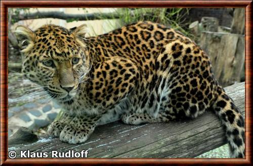 Leopard de Chine du Nord (Panthera pardus japonensis)