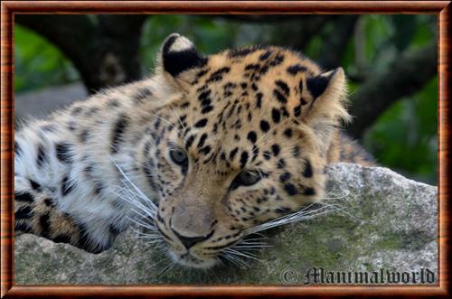 Leopard de Chine gros plan