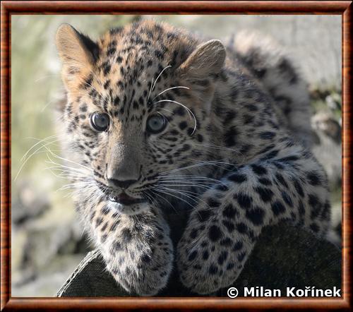 Leopard de Chine juvenile zoo Olomouc