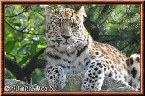Leopard de Chine (Panthera pardus orientalis)