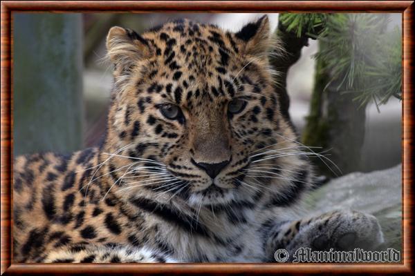 Leopard de Chine portrait