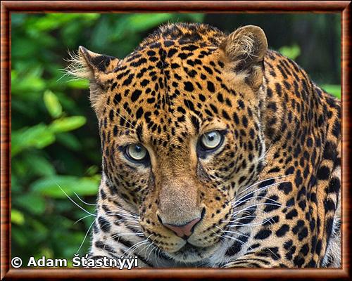 Leopard de Java gros plan