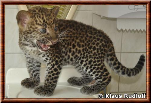 Leopard de Java juvenile