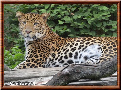 Leopard de Java (Panthera pardus melas)