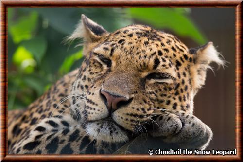 Leopard de Java portrait