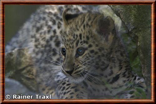Leopard de Perse juvenile