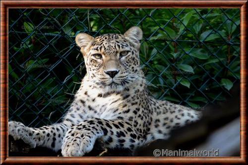 Leopard de Perse portrait