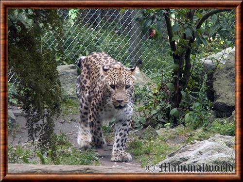 Leopard de Perse zoo Amneville