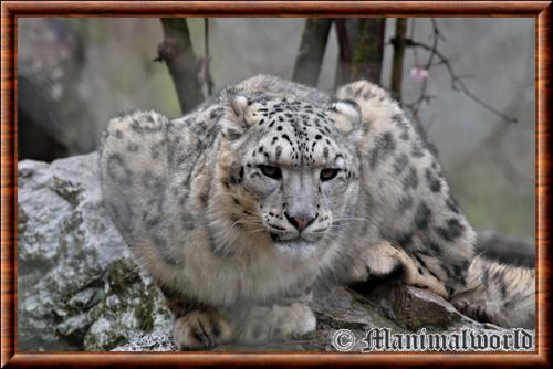 Leopard des neiges