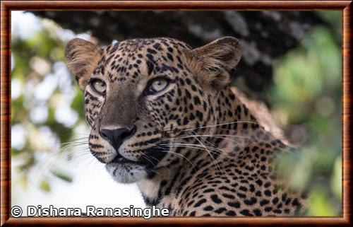 Leopard du Sri Lanka gros plan