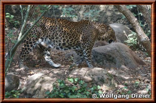 Leopard du Sri Lanka zoo Doue la Fontaine