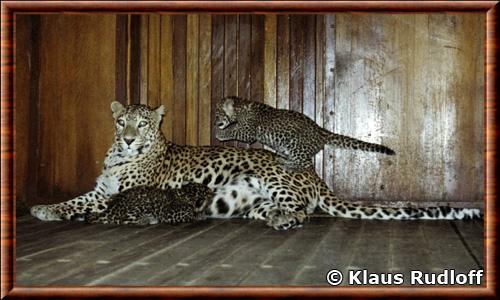 Leopard indien femelle