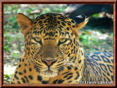 Leopard indien gros plan