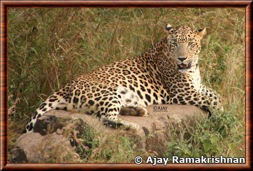 Leopard indien (Panthera pardus fusca)