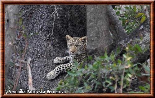 Leopard parc national Kruger