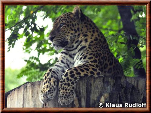 Leopard portrait