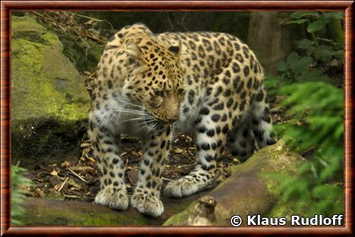 Leopard zoo Edimbourg