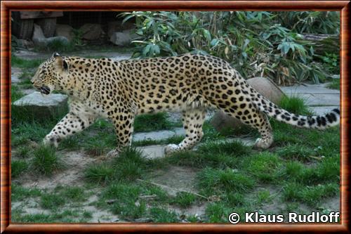 Leopard zoo Hanovre