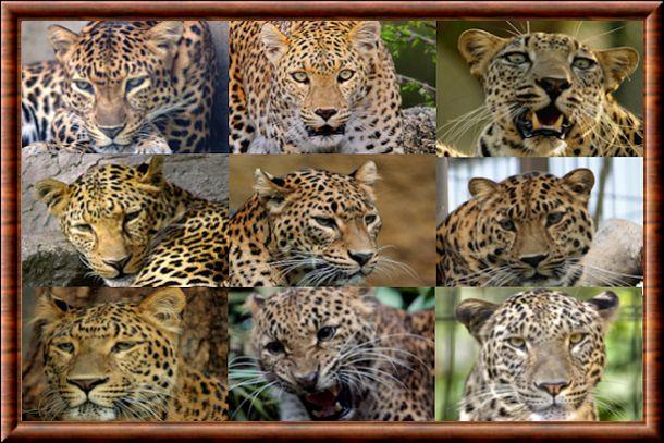 Leopard