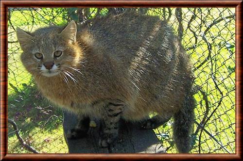 Leopardus braccatus