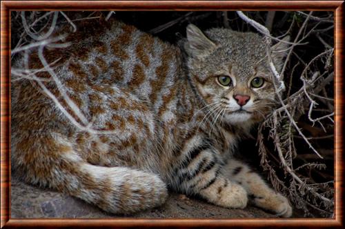 Leopardus colocolo garleppi