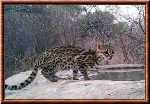 Leopardus emiliae