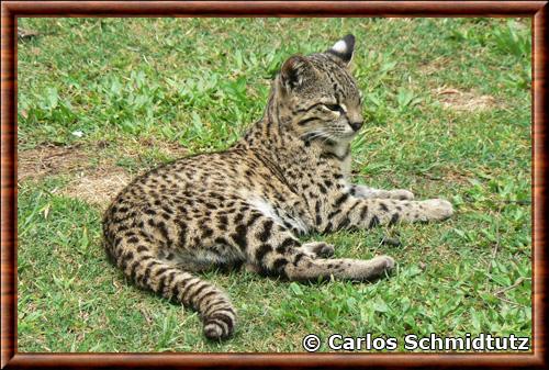 Leopardus geoffroyi