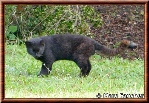 Leopardus guigna guigna